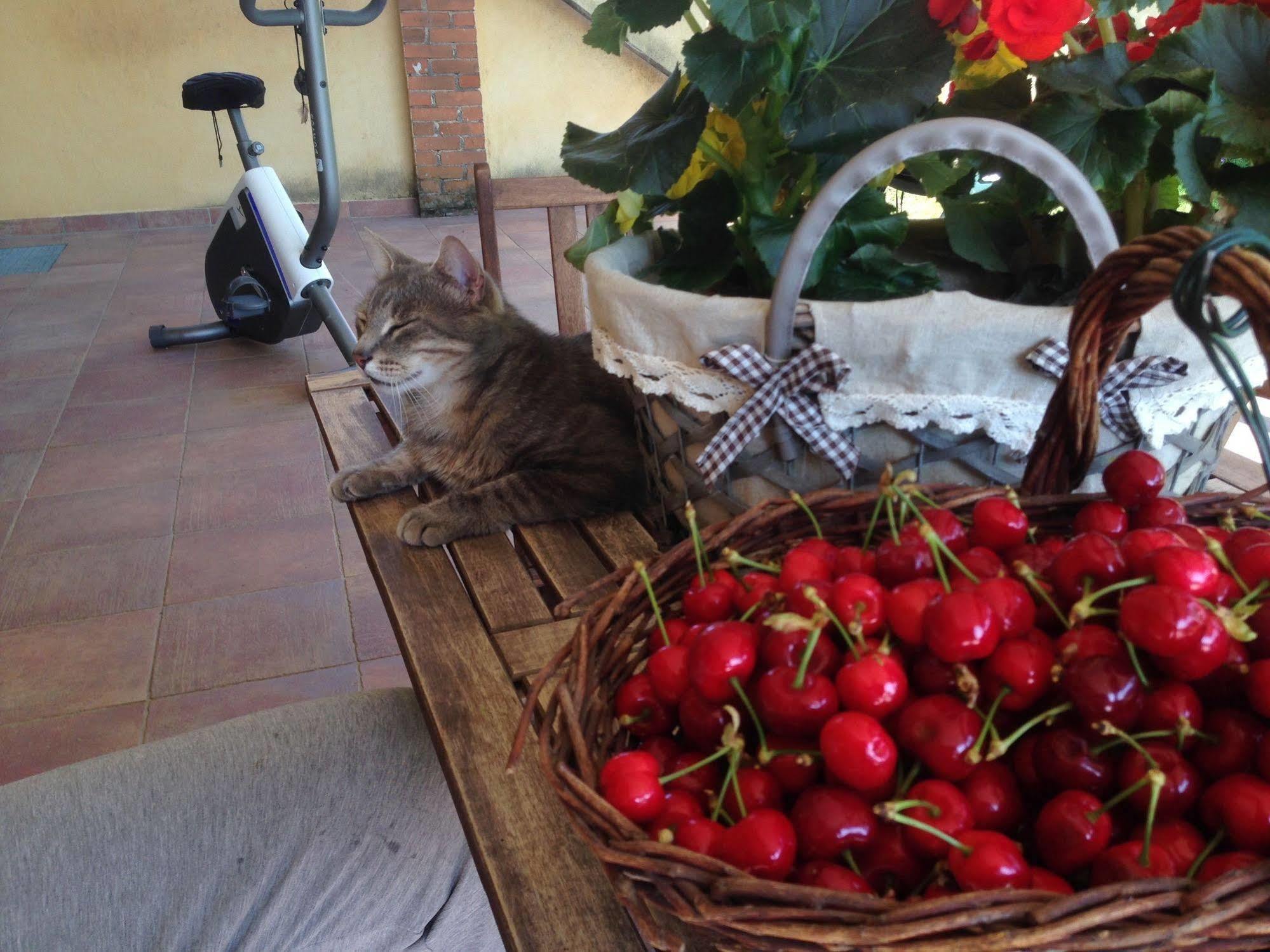 Bed and Breakfast Quattro Gatti Airasca Esterno foto